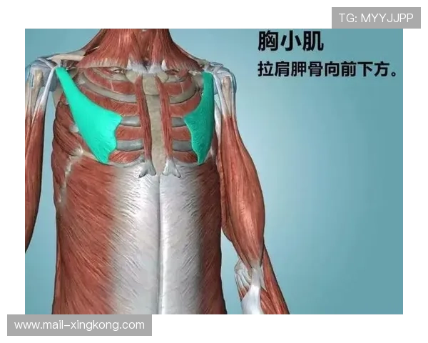 稳定核心💪全队支柱